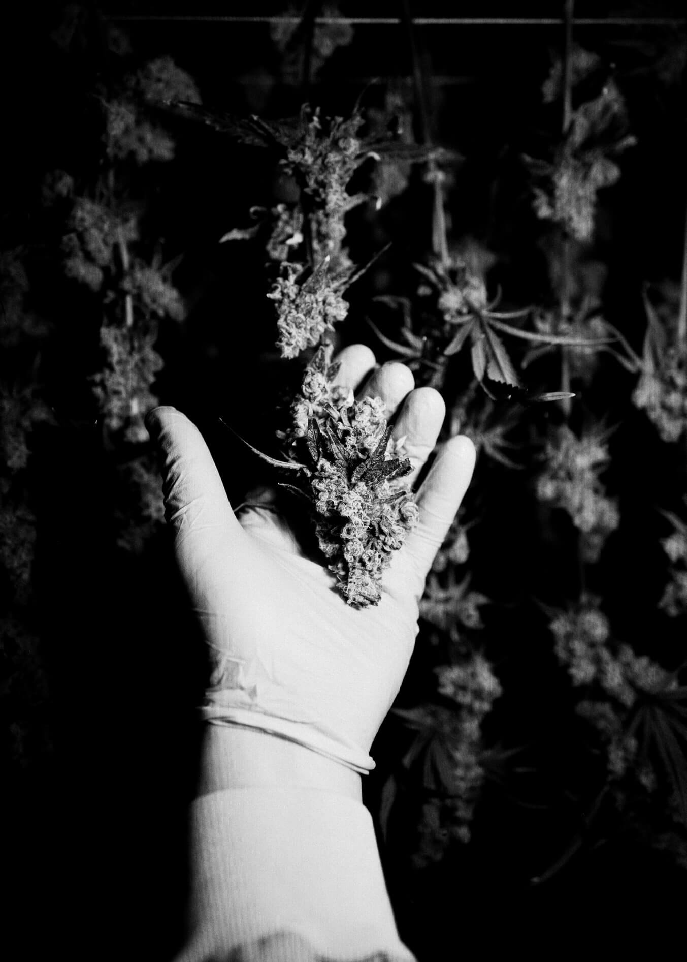 Cannabis quality control.