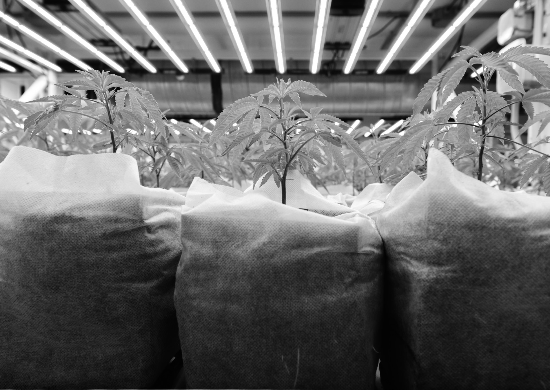 Cannabis cultivation