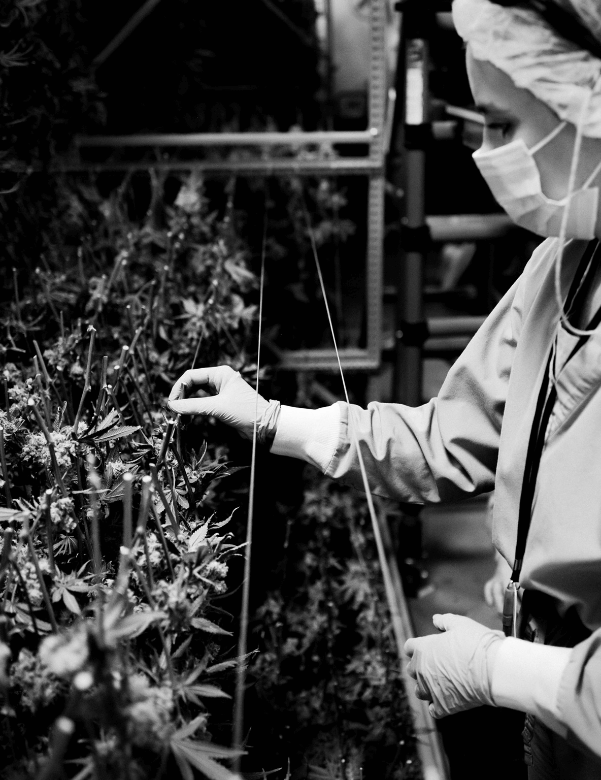 Cannabis cultivation process.