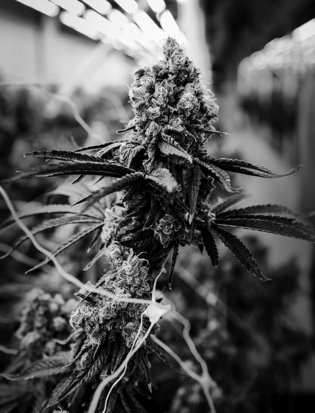 Cannabis cultivation facility