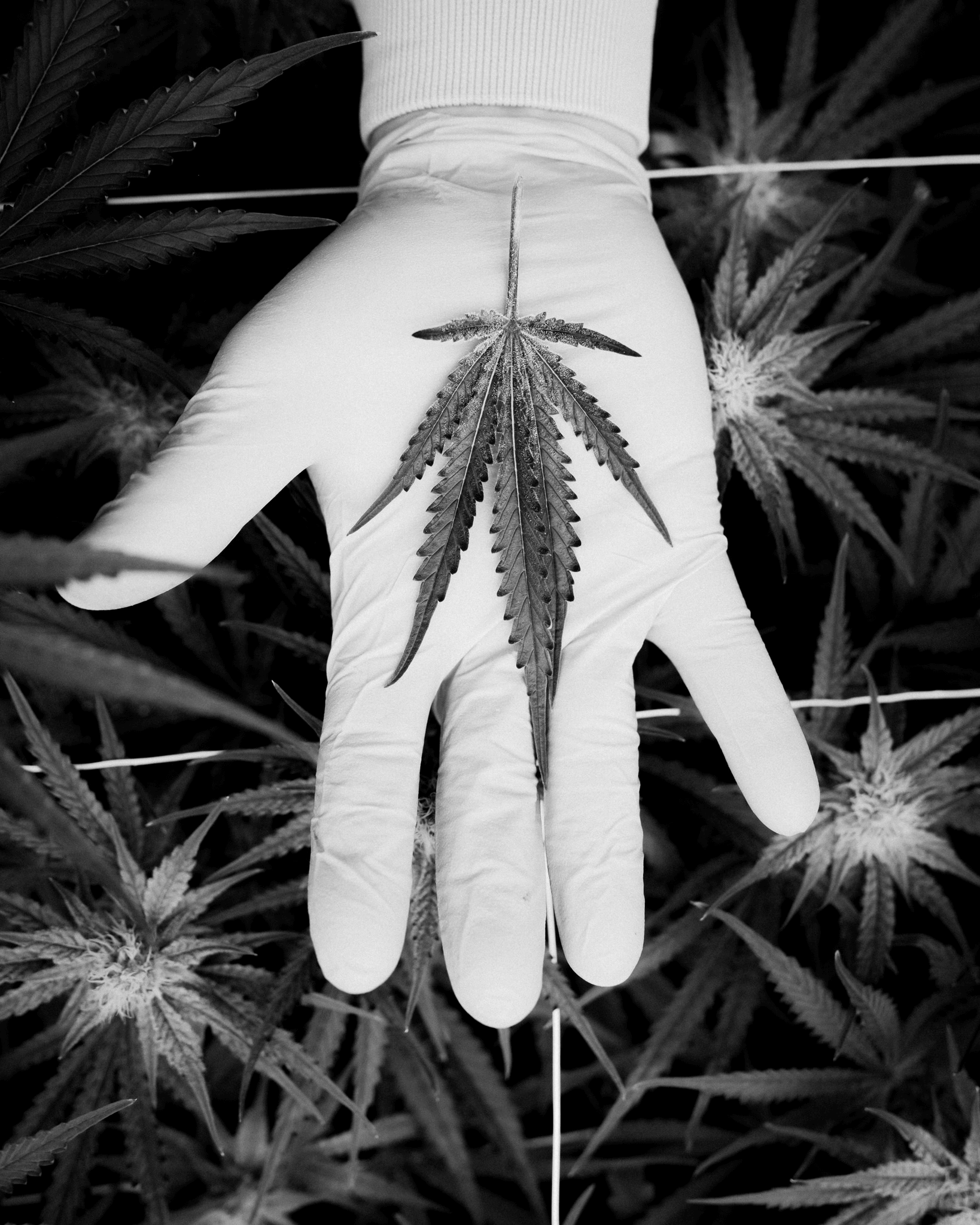 Cannabis leaf in hand.